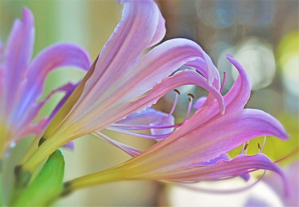 Lilies by lynnz