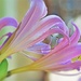 Lilies by lynnz