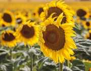3rd Aug 2020 - sunflower field