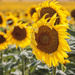 sunflower field by aecasey