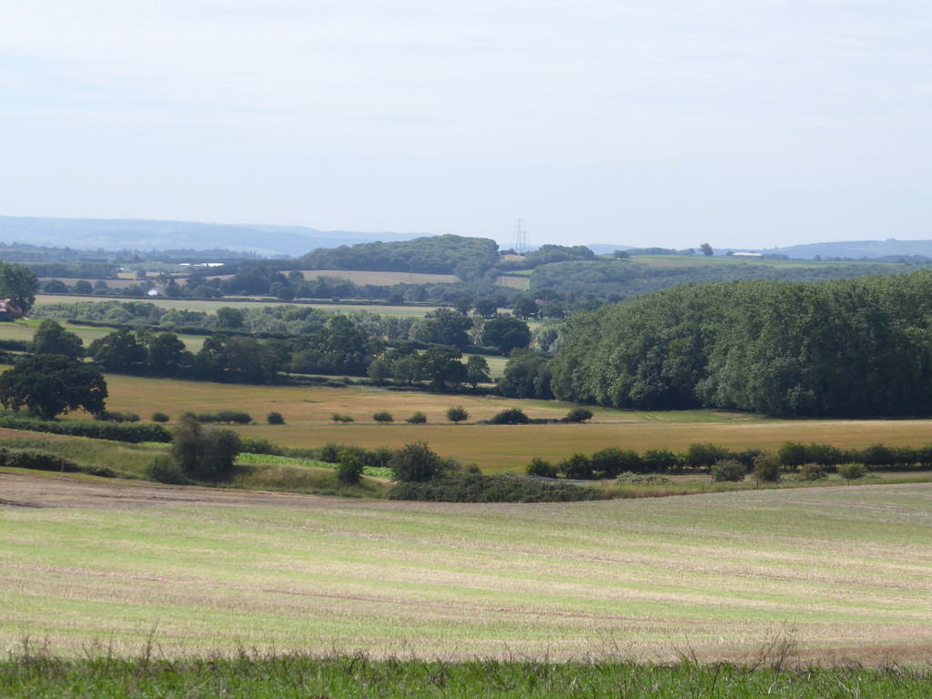 English countryside in high summer by speedwell