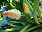 4th Aug 2020 - Zucchini Flower