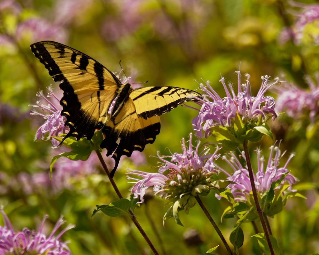 eastern tiger swallowtail by rminer