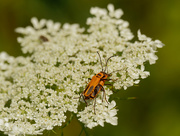 4th Aug 2020 - Soldier beetles and lace