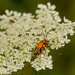 Soldier beetles and lace by rminer