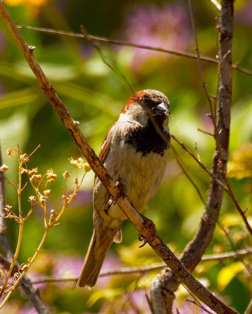 house sparrow  by rminer
