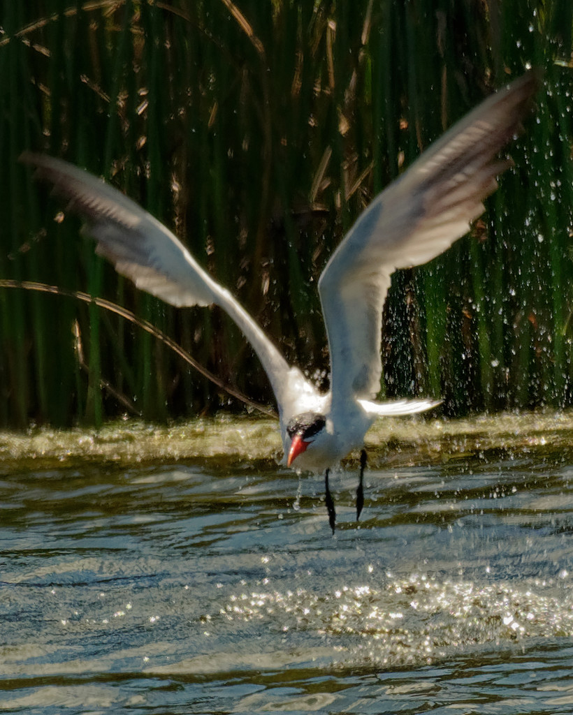Caspian tern fishing  by rminer