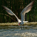 Caspian tern fishing  by rminer