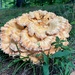 Dinner Plate Size Fungi by calm