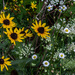 Wildflowers by farmreporter