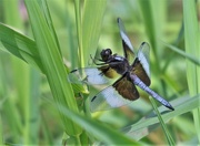 2nd Aug 2020 - Dragonfly
