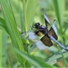 Dragonfly by lynnz