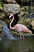 4th Aug 2020 - Flamingo