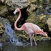 Flamingo by chejja