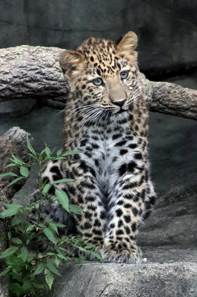 Sasha The Baby Leopard by randy23