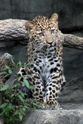 4th Aug 2020 - Sasha The Baby Leopard