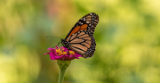 4th Aug 2020 - Monarch Butterfly!