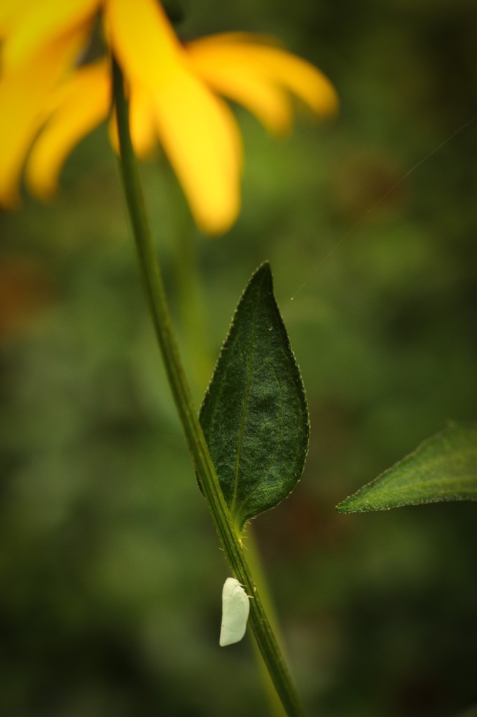 Leaf Hopper and Leaf by mzzhope