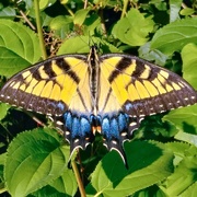 31st Jul 2020 - Tiger Swallowtail butterfly