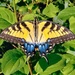 Tiger Swallowtail butterfly by dawnbjohnson2