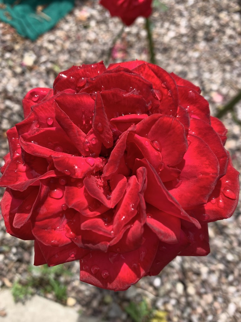 Red rose by tracybeautychick