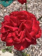 24th Jul 2020 - Red rose