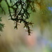 Pine needle raindrops........... by ziggy77