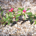 Wildflower - Broadleaf Pink Purslane by marlboromaam