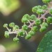Pokeweed berries - a long way from ripe by marlboromaam