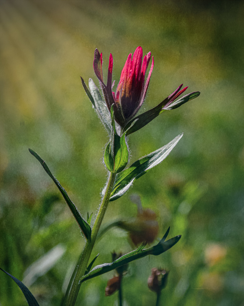 Indian Paintbrush  by 365karly1