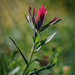 Indian Paintbrush  by 365karly1