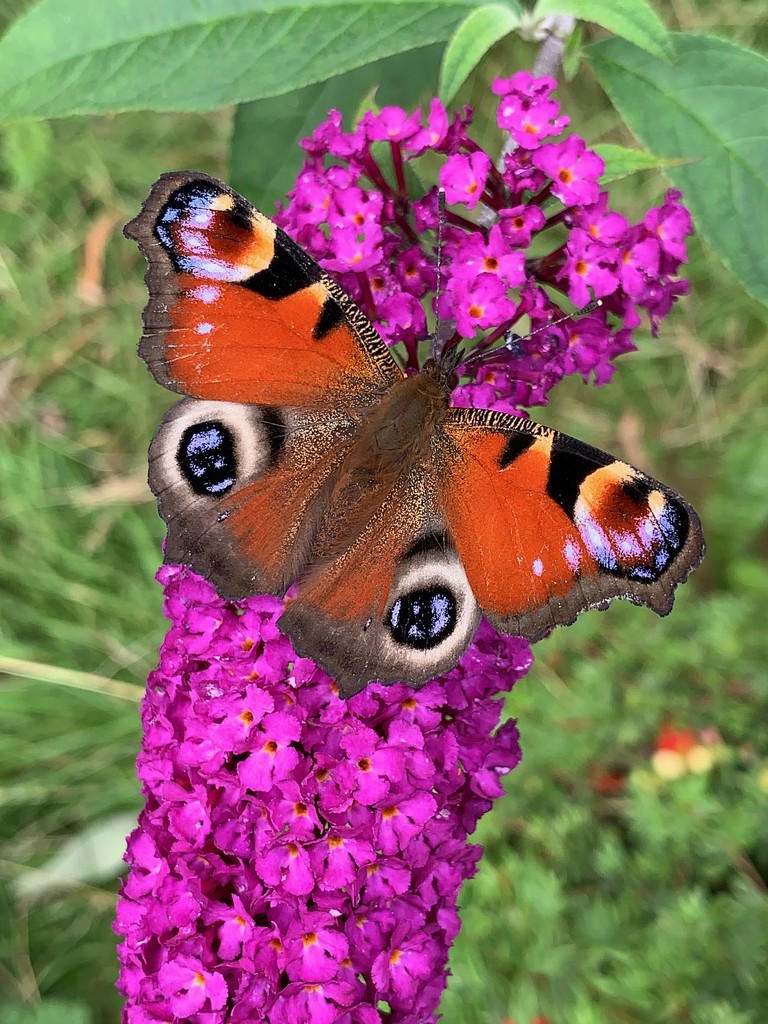 Peacock on buddleia by 365projectmaxine