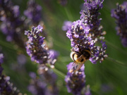 5th Aug 2020 - Bee on lavender
