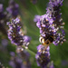 Bee on lavender by jon_lip