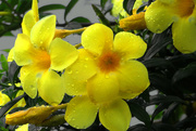 5th Aug 2020 - Yellow Bells after the rain