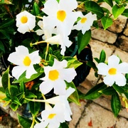 4th Aug 2020 - Pretty White Flowers With The Yellow Centers