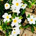 Pretty White Flowers With The Yellow Centers by yogiw