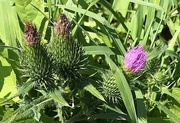 5th Aug 2020 - Stages of thistle