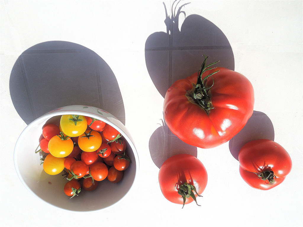 All sizes of tomatoes by etienne