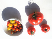 5th Aug 2020 - All sizes of tomatoes