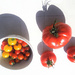 All sizes of tomatoes by etienne