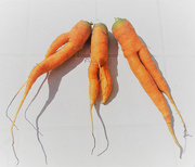 5th Aug 2020 - Dancing carrots