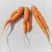 Dancing carrots by etienne