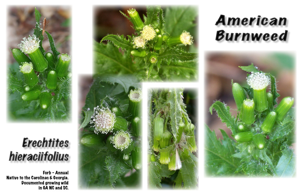 Wildflower - American Burnweed by marlboromaam
