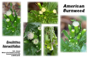 5th Aug 2020 - Wildflower - American Burnweed