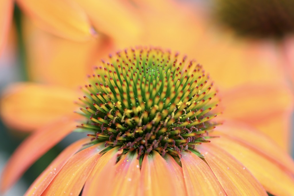 Cone Flower by phil_sandford