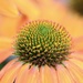 Cone Flower by phil_sandford