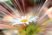 2nd Aug 2020 - Daisy and palm.........