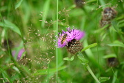 3rd Aug 2020 - Hoverfly and meadow thistle........