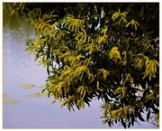 6th Aug 2020 - Lovely Wattle Over The Lake ~ 